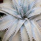 Dyckia marnier  semi