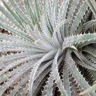 Dyckia sp Chapada Diamantina  semi