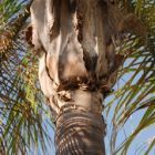 Dypsis lutescens Areca - Palmier cane d or graines