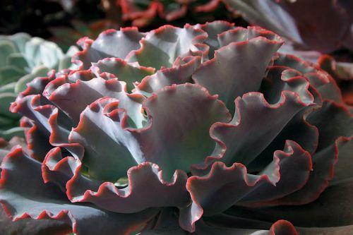 Echeveria gibbiflora v Cuanana Succulent seeds