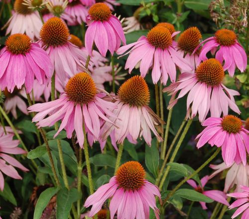 Echinacea purpurea Eastern purple coneflower seeds