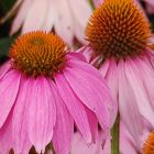 Echinacea purpurea  semillas