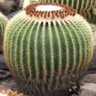 Echinocactus grusonii Schwiegermutterstuhl - Goldkugelkaktus Samen