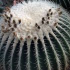 Echinocactus grusonii v alba Coussin de belle-m?re - ?pines blanches graines