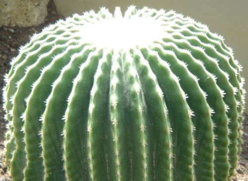 Echinocactus grusonii v brevispinus Golden Barrel Cactus - without spines seeds