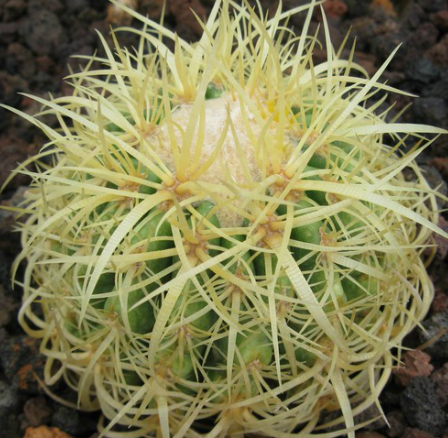 Echinocactus grusonii v curvispinus Golden Barrel Cactus -curved spines seeds