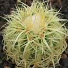 Echinocactus grusonii v curvispinus  semi