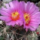 Echinocactus horizonthalonius syn: Echinocactus equitans Samen