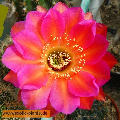 Echinopsis Allusion syn: Trichocereus ALLUSION seeds