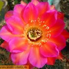 Echinopsis Allusion syn: Trichocereus ALLUSION Samen