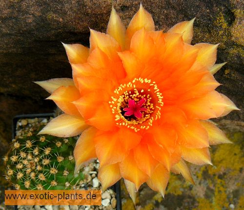 Echinopsis Aphrodite syn: Trichocereus APHRODITE seeds