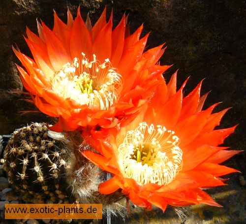 Echinopsis Bonzo syn: Trichocereus BONZO seeds