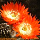 Echinopsis Bonzo