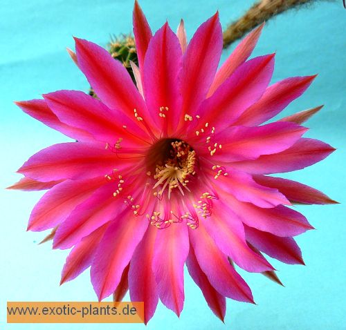 Echinopsis Cabaret syn: Trichocereus CABARET seeds