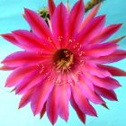 Echinopsis Cabaret syn: Trichocereus CABARET graines