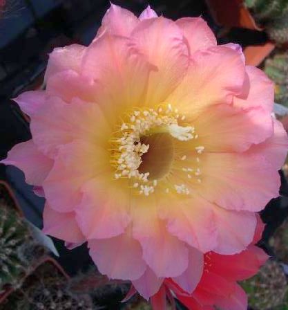 Echinopsis Cantora x Schick x Rheingold Echinopsis Hybrids Mix seeds