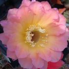 Echinopsis Cantora x Schick x Rheingold  semi