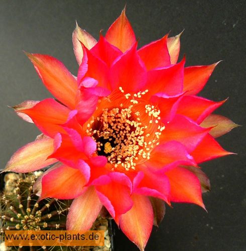 Echinopsis Carneval syn: Trichocereus CARNEVAL seeds