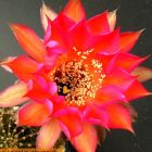 Echinopsis Carneval