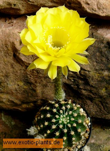 Echinopsis Coquette syn: Trichocereus COQUETTE seeds