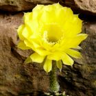 Echinopsis Coquette