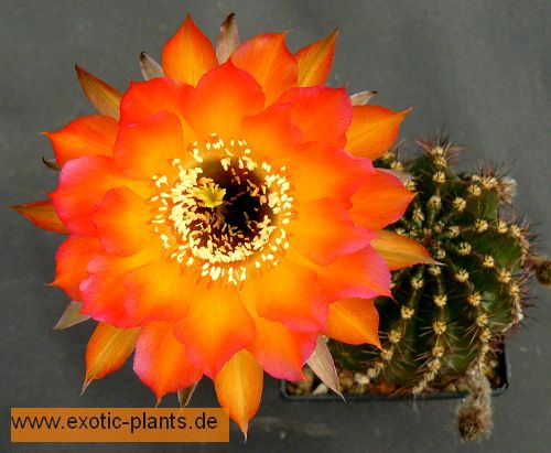 Echinopsis Danse Macabre syn: Trichocereus DANSE MACABRE seeds