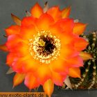 Echinopsis Danse Macabre syn: Trichocereus DANSE MACABRE Samen