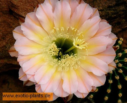 Echinopsis Edwardian Lady syn: Trichocereus EDWARDIAN LADY seeds