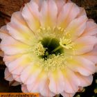 Echinopsis Edwardian Lady  semi