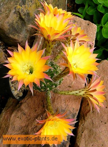 Echinopsis Embraceable You syn: Trichocereus EMBRACEABLE YOU seeds