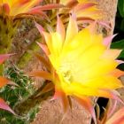 Echinopsis Embraceable You syn: Trichocereus EMBRACEABLE YOU Samen