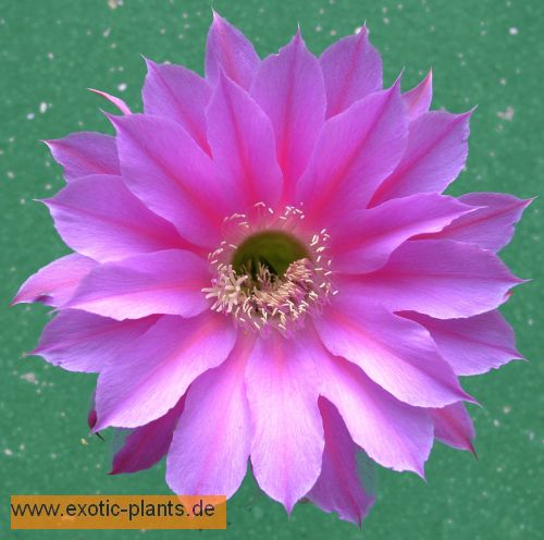 Echinopsis Foxy Lady syn: Trichocereus FOXY LADY seeds