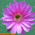 Echinopsis Foxy Lady  semillas