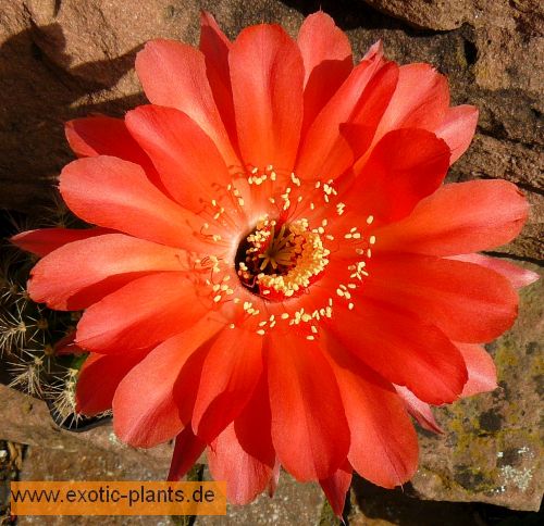 Echinopsis Infinity syn: Trichocereus INFINITY seeds