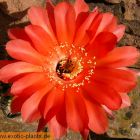 Echinopsis Infinity syn: Trichocereus INFINITY graines