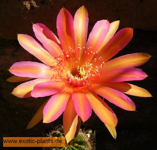 Echinopsis Jerusalem syn: Trichocereus JERUSALEM seeds