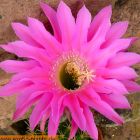 Echinopsis Maria Piazza  semillas