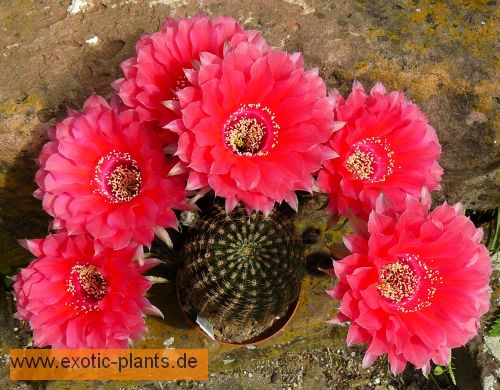 Echinopsis Peace Eros syn: Trichocereus PEACE EROS seeds