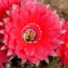 Echinopsis Peace Eros syn: Trichocereus PEACE EROS Samen