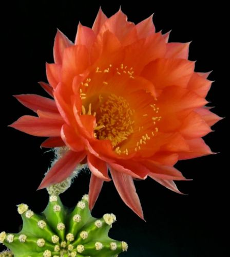 Echinopsis Schick hybrids Echinopsis Schick hybrids X Trichocereus huascha seeds