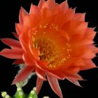 Echinopsis Schick hybrids  semi