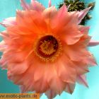 Echinopsis Spring Blush