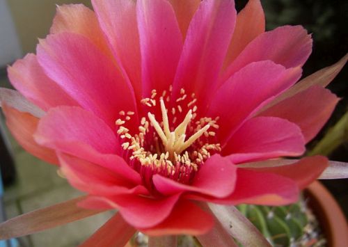 Echinopsis calorubra syn: Pseudolobivia obrepanda v. calorubra seeds