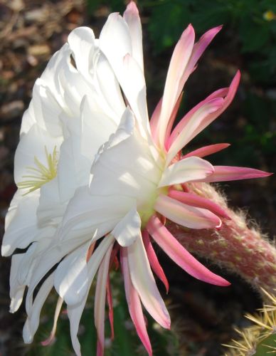 Echinopsis candicans v gladiatus syn: Trichocereus candicans v gladiatus seeds