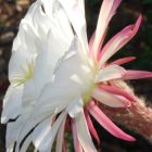 Echinopsis candicans v gladiatus  semillas