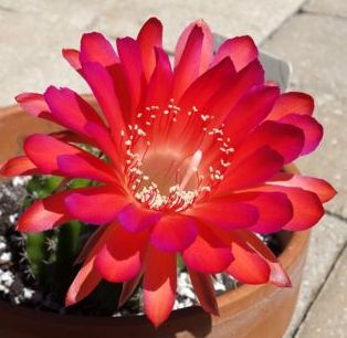 Echinopsis carmineaflora syn: Pseudolobivias carmineaflora seeds