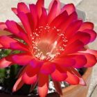 Echinopsis carmineaflora syn: Pseudolobivias carmineaflora Samen