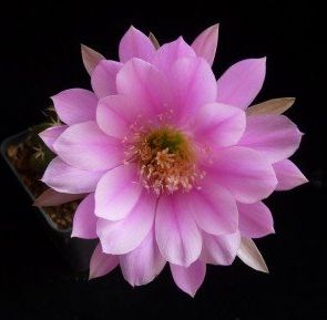 Echinopsis frankii syn: Pseudolobivia frankii seeds