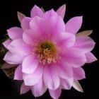 Echinopsis frankii syn: Pseudolobivia frankii Samen