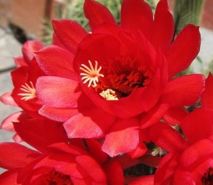 Echinopsis huascha v grandiflora Red torch cactus - Deserts blooming jewel seeds